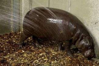 Nowa mieszkanka zoo nie protestowała podczas pierwszej kąpieli. Fot. Zoo Zamość
