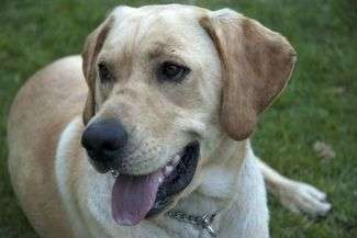 Zamość: Będzie czipowanie psów i kotów?