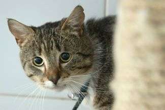 Zamość. Złapią kota, odrobaczą i odwiozą