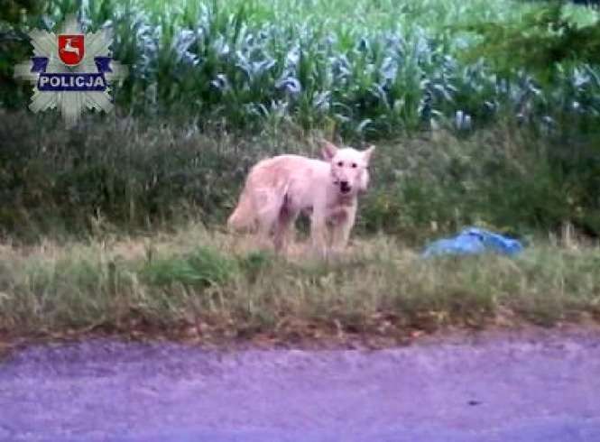 Pies został wyrzucony z samochodu 12 lipca przy drodze pomiędzy miejscowościami Suszeń i Chorupnik (fot. Policja)