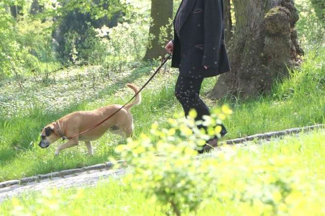 Psy są niemile widziane w Ogrodzie Saskim. Zakaz ich wprowadzania nie jest jednak – jak widać - respektowany