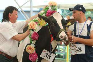 Podczas wystawy w Sitnie ocenia się jednak przede wszystkim zwierzęta i wręcza tytuły championów poszczególnych gatunków