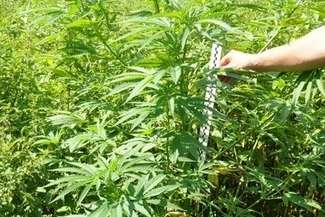 Na widok policjantów wyrzucił plecak z haszyszem