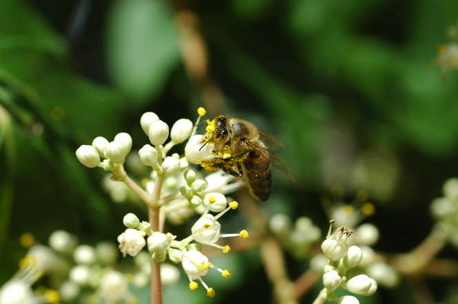 Pszczoła (fot. materiały UMCS)