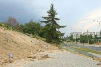 Drzewo ma pecha. Wytną je bo muszą zbudować pochylnię