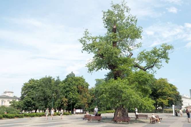 Drzewo rosnące na pl. Litewskim jest wpisane do wykazu pomników przyrody. Jego wiek to ponad 100 lat (Fot. Wojciech Nieśpiałowski)