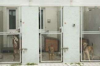 Przed oddaniem czworonoga do zwierzęcego hotelu, warto wcześniej zrobić rezerwację