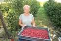 Przez upały malin jak na lekarstwo. Plantatorzy liczą straty 