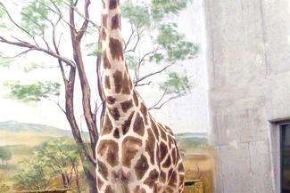 W programie „DeFacto” zobaczymy m.in. zamojskie żyrafy