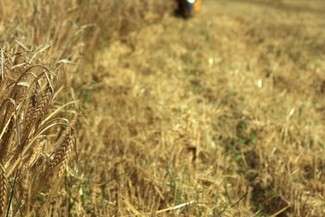 Fajsławice: Gminy chcą potwierdzenia, że dotknęła ich susza