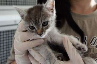 Zamość: Budują dom dla kotów bez domu 
