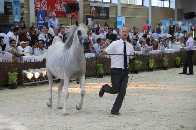 Konie arabskie rywalizują także w sportowych mistrzostwach. Na zdjęciu rekordzistka tegorocznej aukcji Pride of Poland, klacz Pepita / fot.E.Burda<br />
