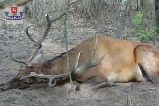 Jeleń wpadł we wnyki kłusownika. Policjanci go uwolnili