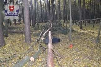Ścinał drzewo i go przygniotło. 66-latek zmarł