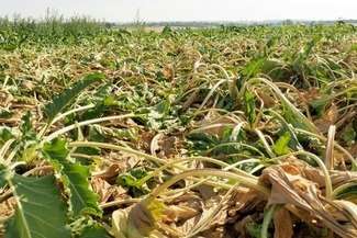 Ruszyły wypłaty dla poszkodowanych w wyniku suszy. Kto może liczyć na pieniądze?