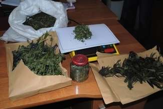 Gm. Rejowiec: Konopie w domu 41-latka. Mężczyzna zatrzymany