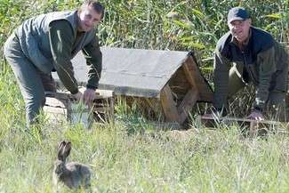 Zające wypuszcza się po południu, aby do zmroku zwierzęta zdążyły się uspokoić i zapoznać z otoczeniem (Fot. PZŁ)