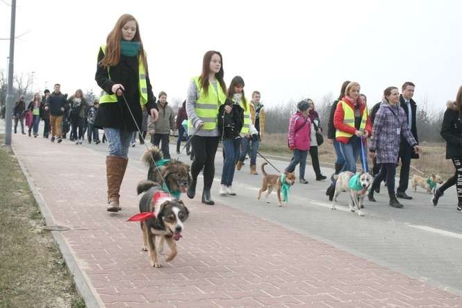 W lutym wolontariusze przeprowadzili psy do nowego schroniska (fot. Radosław Szczęch)