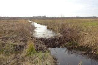 Na zdjęciu spiętrzenie wody w rowie opaskowym przy Jeziorze Białym, które zdaniem urzędników grozi podtopieniem łąk i domków letniskowych.