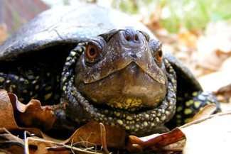 Żółwie błotne ani myślą spać