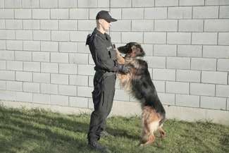 Psy są uczone również kontrolowanej agresji. Podczas obezwładniania w większości przypadków chwytają przeciwnika za rękę