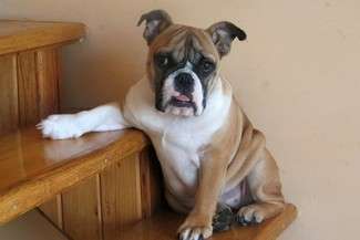 Lusia po świątecznym obżarstwie wydobrzała dopiero po serii zastrzyków (fot. Jacek Barczyński)