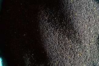 Matka i syn chcieli ukraść z ulicy pół tony rzepaku 