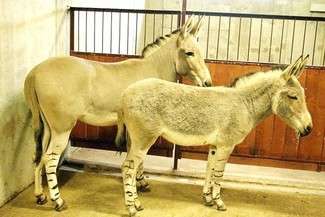 Osły somalijskie już są w zamojskim zoo (fot. ZOO Zamość)