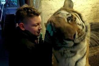 Tygrys z ZOO w Zamościu łasi się jak kotek spragniony pieszczot (WIDEO)