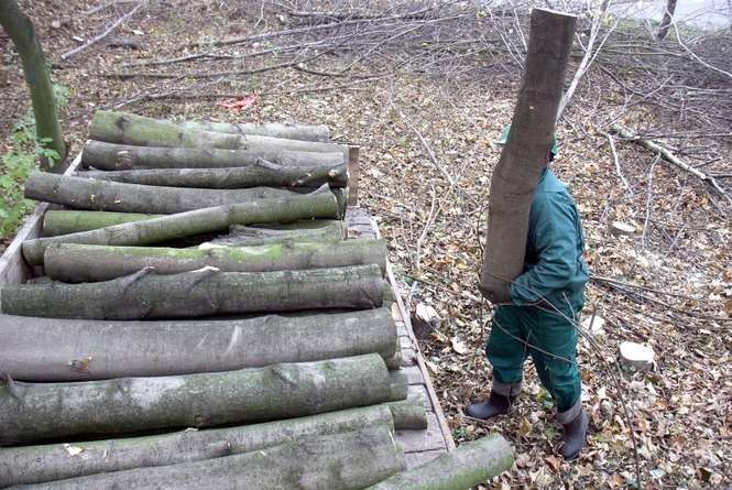 W Polsce pozyskuje się drewno w granicach 60 proc. rocznego przyrostu jego masy. A to oznacza, że nasze zapasy drewna wciąż rosną <br />
