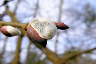 Gęsi wróciły, żurawie są w drodze. W Poleskim Parku wiosenne przebudzenie