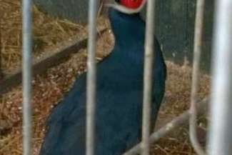 Ptaki warte były 4 tys. zł