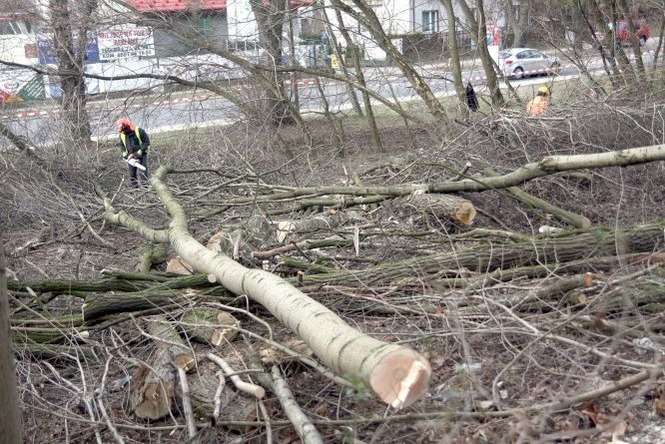 Aby zrobić miejsce na nowe jezdnie trzeba oczyścić z drzew i zniwelować skraj górek czechowskich (fot. Maciej Kaczanowski)