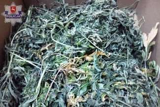 Złapali go z narkotykami. W domu uprawiał konopie indyjskie