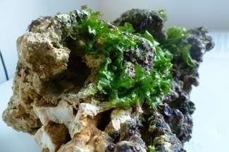 Zosin: Przemyt rafy koralowej. Chcieli wywieźć z Polski 170 kg "żywej skały"