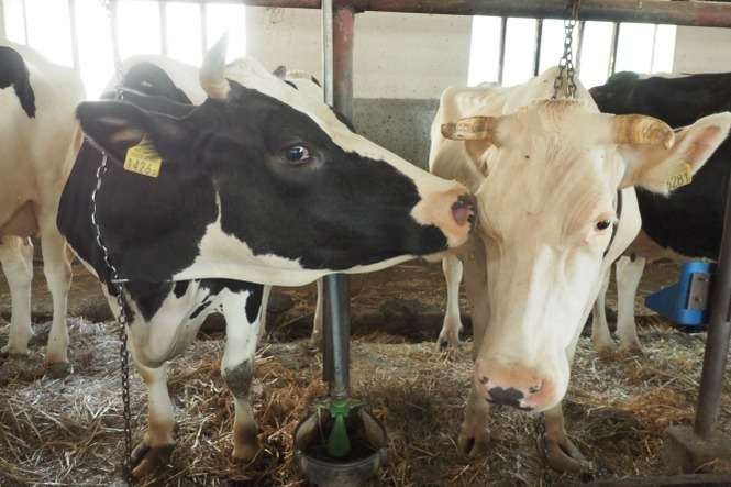 Rolnicy mogli ubiegać się o pomoc finansową w związku z niekorzystną sytuacją m.in. na rynku mleka