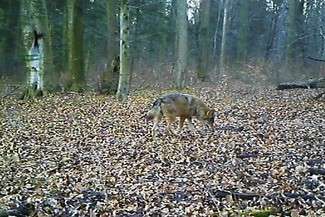 Więcej jeleni i dzików, coraz mniej zajęcy w Roztoczańskim Parku Narodowym