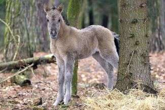 Wymyśl imię dla konika polskiego