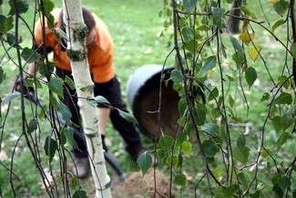 Zamość: Posadzą nowe drzewa