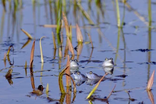 U żab moczarowych właśnie trwają gody. Samce przybierają niebieską barwę, fot. Sławomir Wróbel/Poleski Park Narodowy
