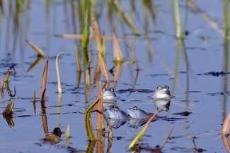 U żab moczarowych właśnie trwają gody. Samce przybierają niebieską barwę, fot. Sławomir Wróbel/Poleski Park Narodowy