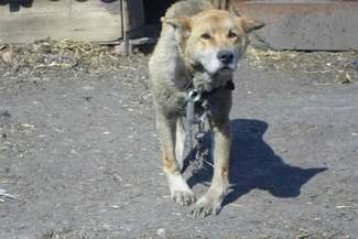 Psa udało się uratować