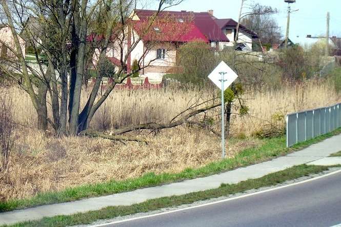 Efekt działania bobrów w miejscowości Krupe w powiecie krasnostawskim (fot. UG Krasnystaw)