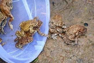 (fot. Towarzystwo dla Natury i Człowieka)