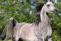 Ambra (fot. Halsdon Arabians)
