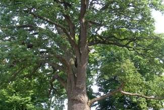 Doroczne imieniny dębu Bolka przyciągają do Hniszowa tłumy gości