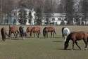 Za krycie Eksternem trzeba teraz zapłacić 12 tys. zł, Equatorem - 2750 euro, a Pogromem - 1750 euro. Na zdjęciu konie w stadninie w Janowie Podlaskim, fot. Jacek Szydłowski