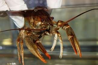 Przemycali raki w tekturowym pudle. Trafiły do zoo (zdjęcia, wideo)