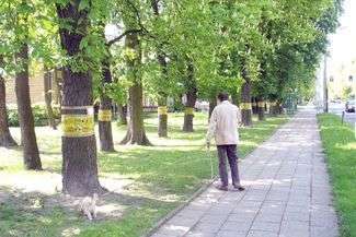 W Chełmie jedno z największych skupisk kasztanowców znajduje się w sąsiedztwie jednostki wojskowej