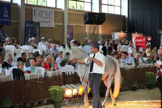 Agencja Nieruchomości Rolnych ogłosiła w piątek listę koni wystawionych na aukcję Pride of Poland